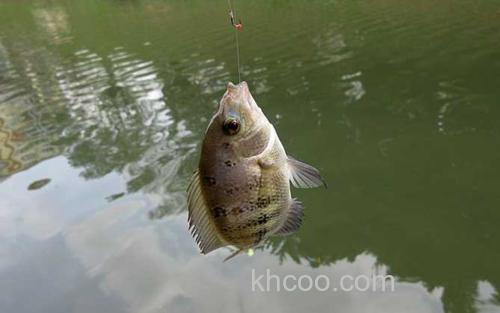 钓罗非鱼_1