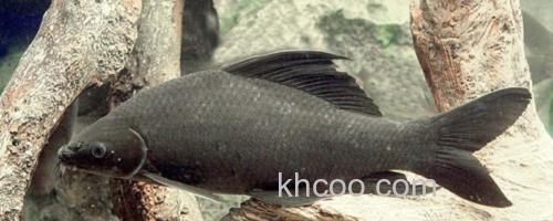 云南野鲮是什么鱼？_0