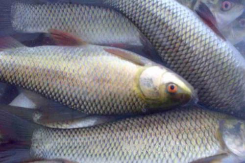 云南野鲮是什么鱼？_1