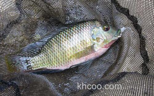 罗非鱼_3