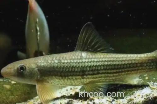 云南野鲮是什么鱼？_2
