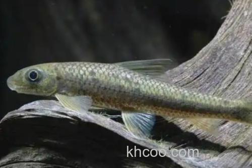 云南野鲮是什么鱼？_3