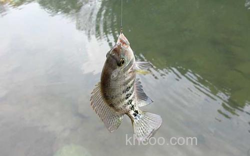 钓罗非鱼_0