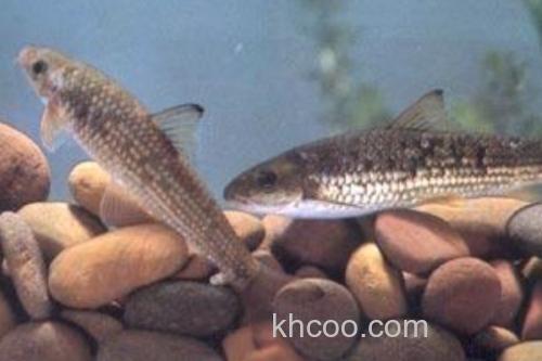 异华鲮是什么鱼？_1