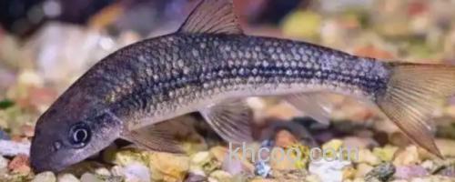 异华鲮是什么鱼？_0