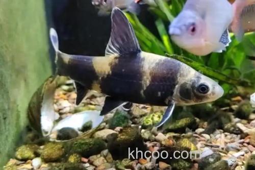 异华鲮是什么鱼？_2