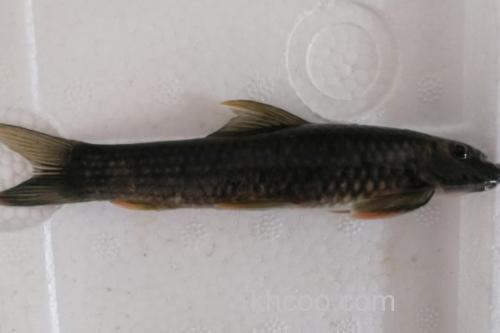桥街墨头鱼是什么鱼？_1