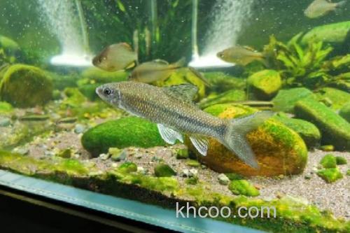 异华鲮是什么鱼？_3