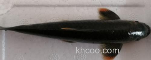 桥街墨头鱼是什么鱼？_0