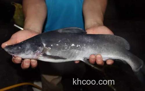 长江鮰鱼_3
