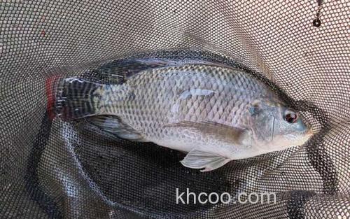 钓罗非鱼_3