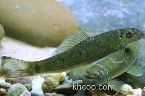 桥街墨头鱼是什么鱼？_3