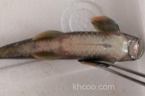 桥街墨头鱼是什么鱼？_2