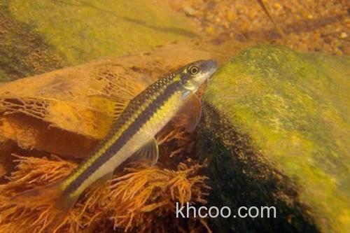 条纹墨头鱼是什么鱼？_1