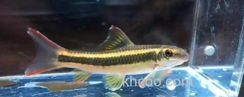 条纹墨头鱼是什么鱼？_0