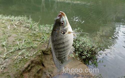 钓罗非鱼_2