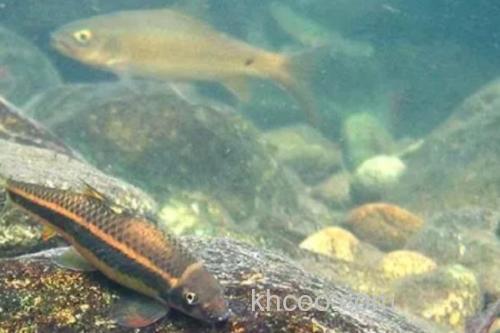 条纹墨头鱼是什么鱼？_2