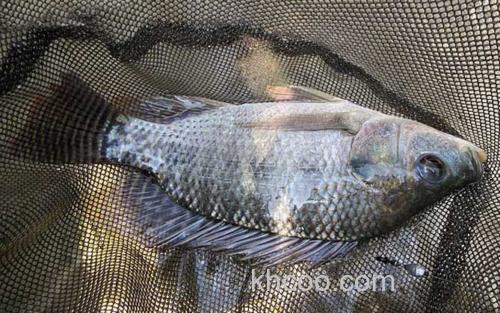钓罗非鱼_2