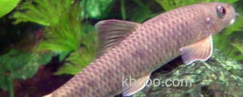 宜良墨头鱼是什么鱼？_0