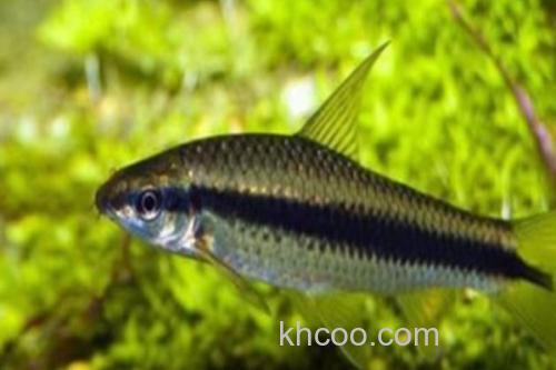 条纹墨头鱼是什么鱼？_3