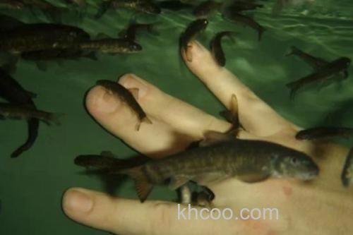 宜良墨头鱼是什么鱼？_1