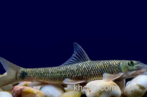 宜良墨头鱼是什么鱼？_3