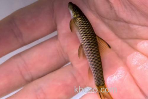 宜良墨头鱼是什么鱼？_2