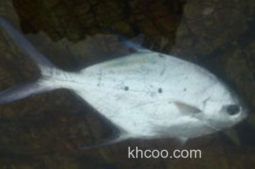 大斑鲳鲹是什么鱼？_1