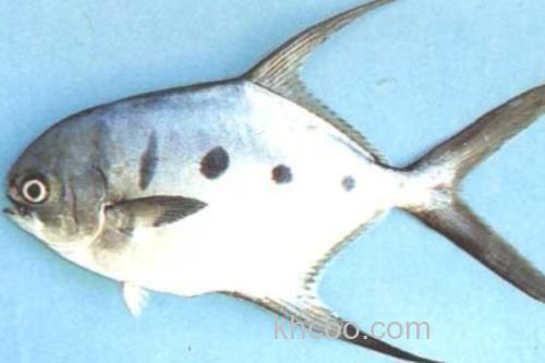 大斑鲳鲹是什么鱼？_2