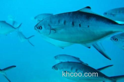 大斑鲳鲹是什么鱼？_3