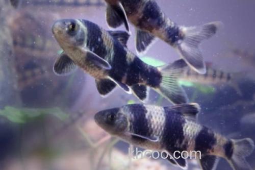 福建华鳈是什么鱼？_1