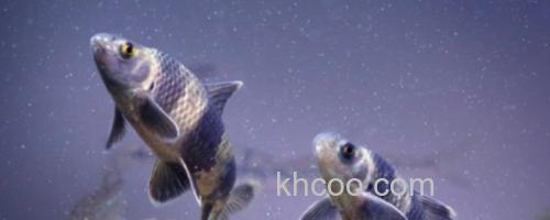 福建华鳈是什么鱼？_0