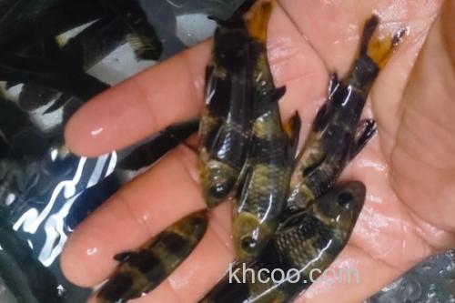 福建华鳈是什么鱼？_2