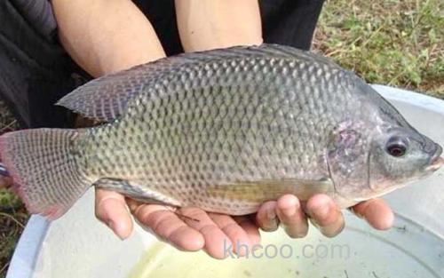 罗非鱼_2