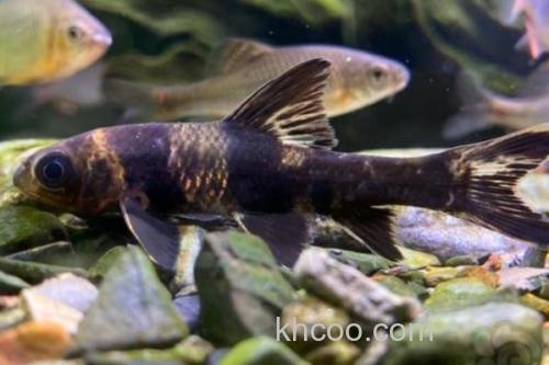 福建华鳈是什么鱼？_3