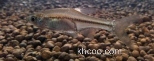 台湾梅氏鳊是什么鱼？_0