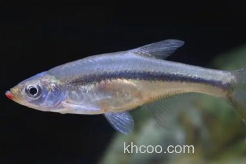 台湾梅氏鳊是什么鱼？_1