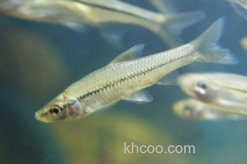 台湾梅氏鳊是什么鱼？_2