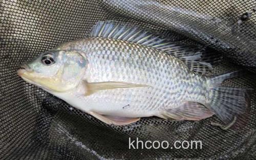 罗非鱼_2