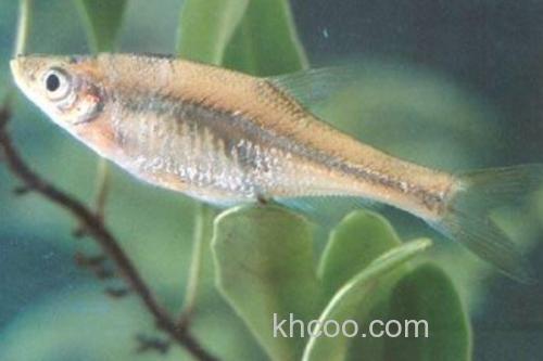 台湾梅氏鳊是什么鱼？_3