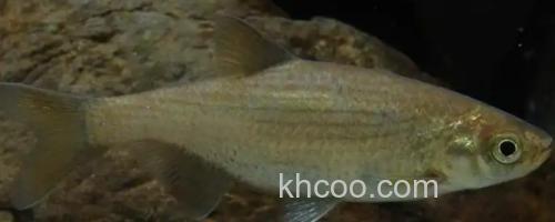 大鳞梅氏鳊是什么鱼？_0