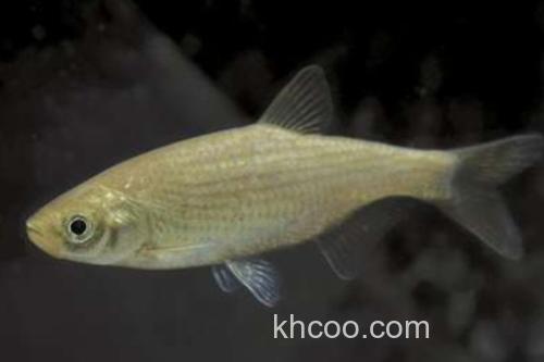 大鳞梅氏鳊是什么鱼？_1