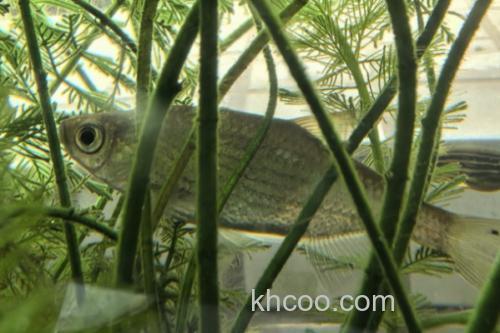 大鳞梅氏鳊是什么鱼？_2