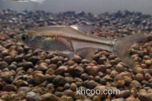 大鳞梅氏鳊是什么鱼？_3