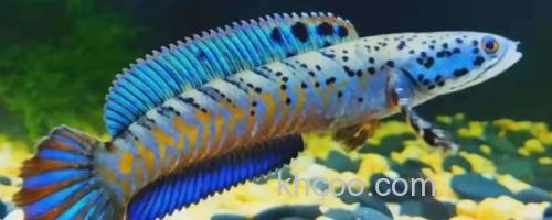 真副鳢是什么鱼？_0