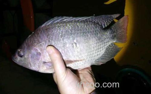 钓罗非鱼_2