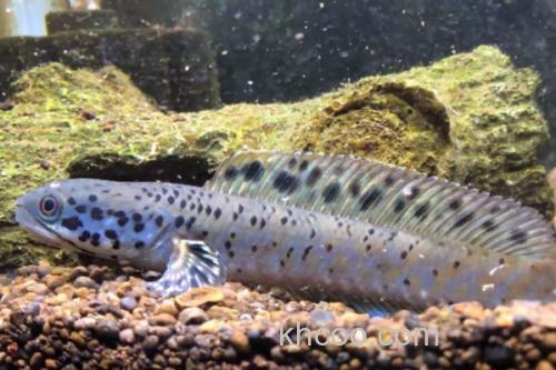 真副鳢是什么鱼？_3