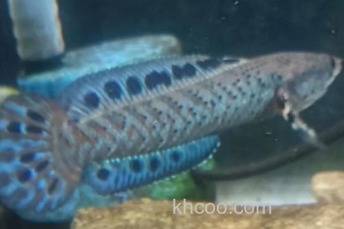 真副鳢是什么鱼？_1