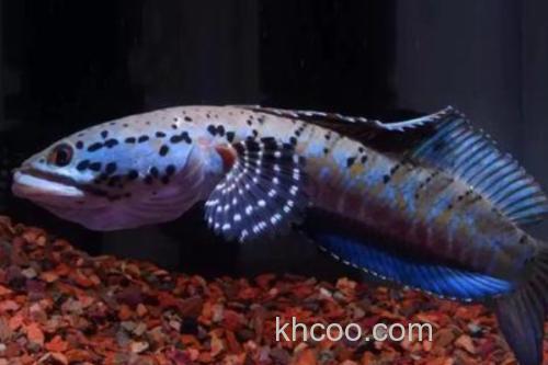 真副鳢是什么鱼？_2