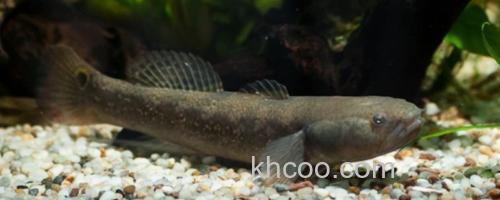 黑体塘鳢是什么鱼？_0